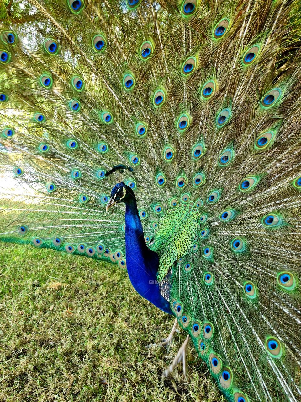royal peacock