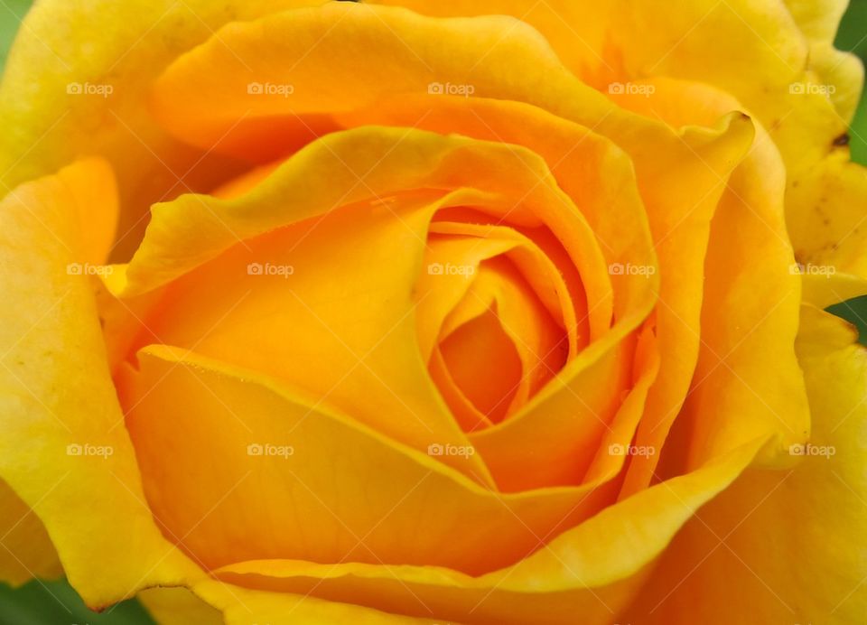 Orange rose