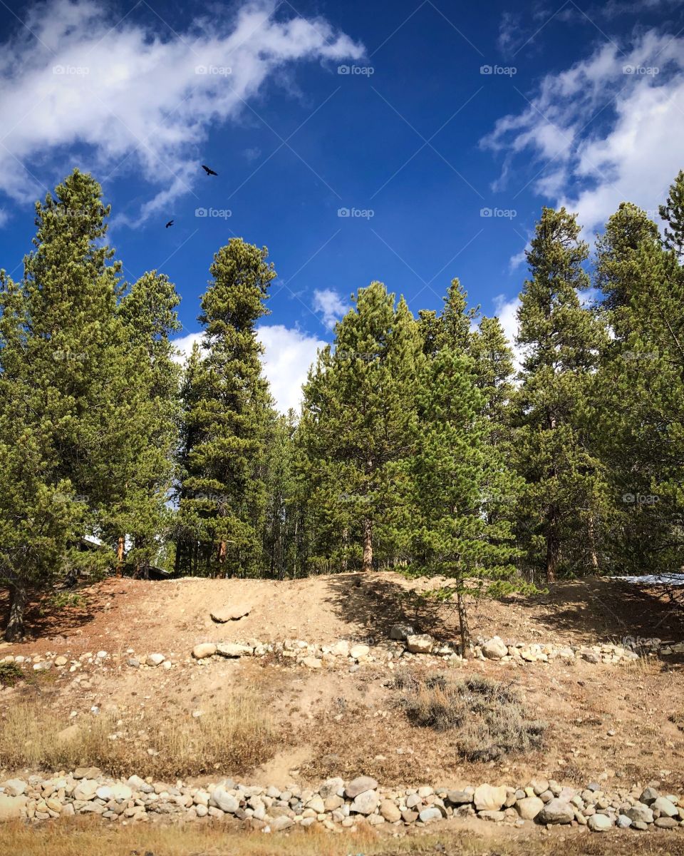 Grand pine trees in the mountains.