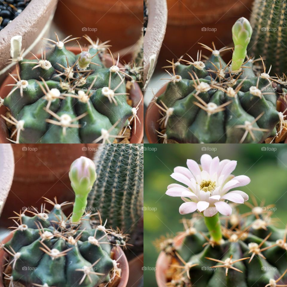 cactus flower blooming