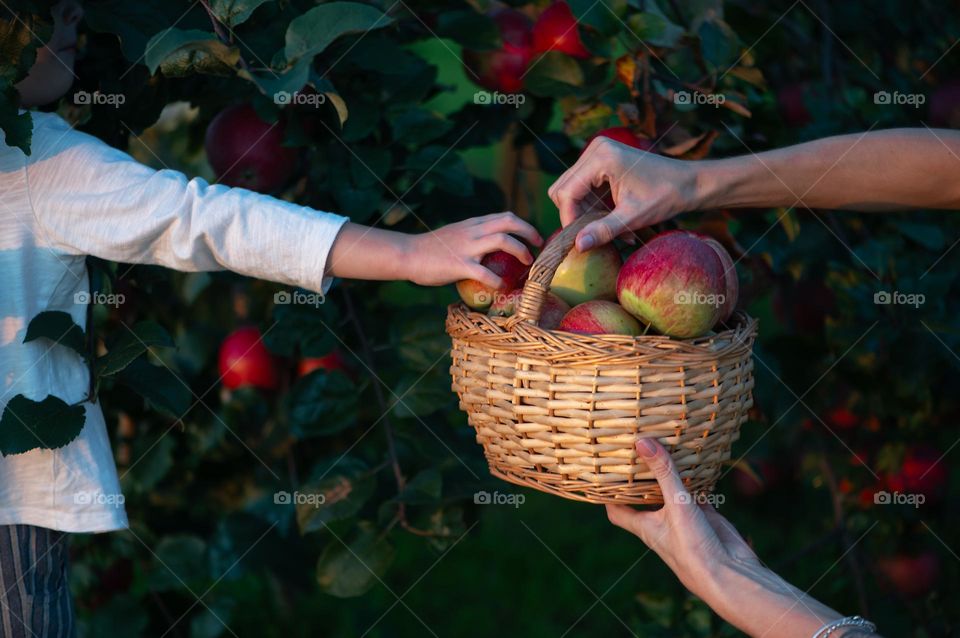 Autumn harvest, apple fruits picking, hand hold basket