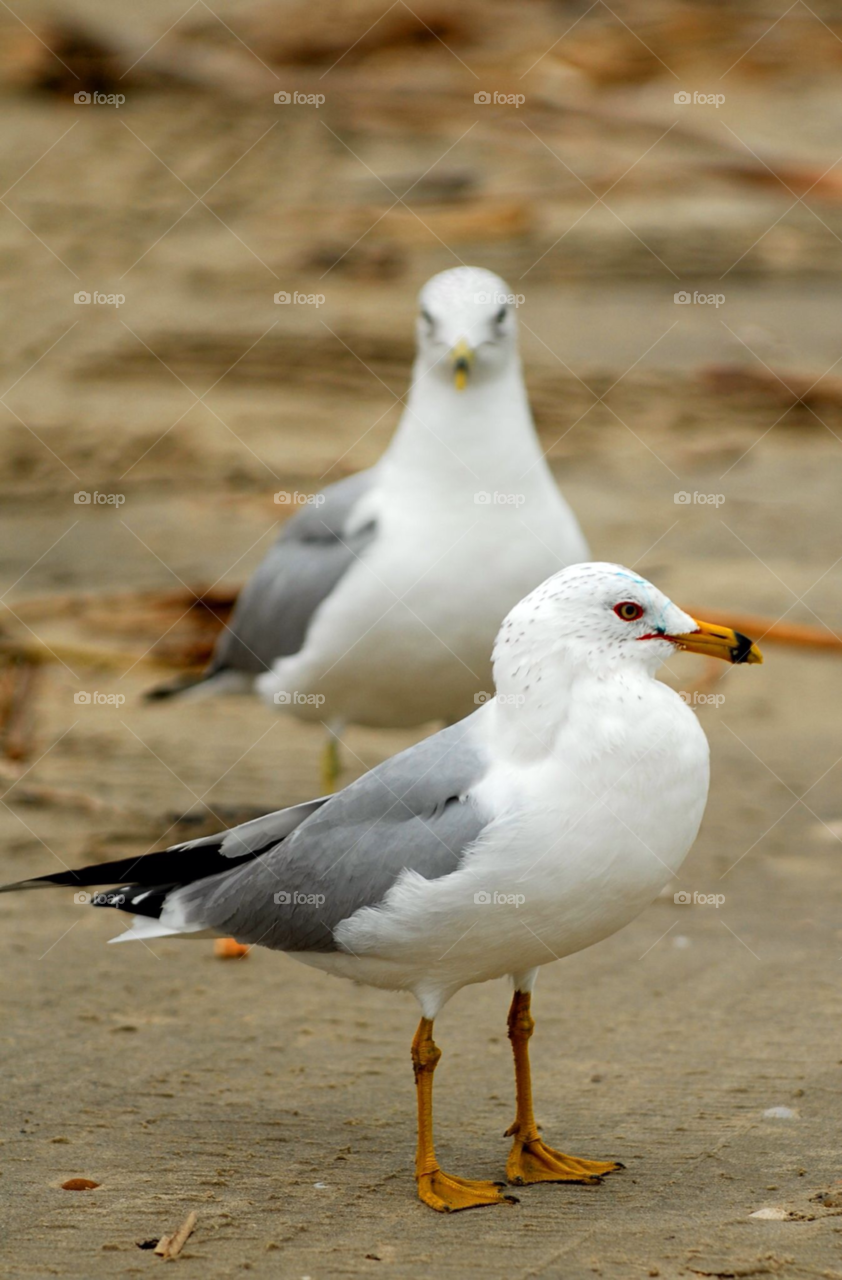 birds seagull seagulls sea birds by lightanddrawing
