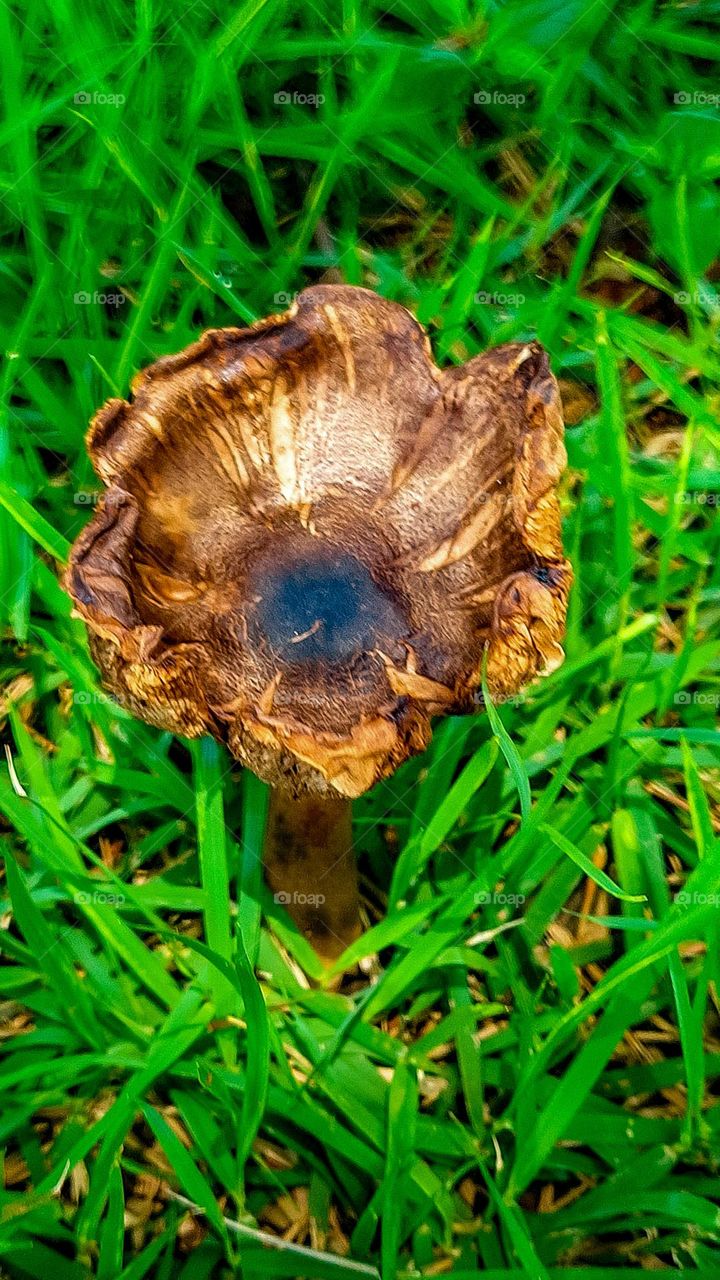 Sou maluco banguelo de cabelo amarelo gosto de cogumelos."(Ventania )
"I'm crazy toothless yellow hair I like mushrooms."(Windly)