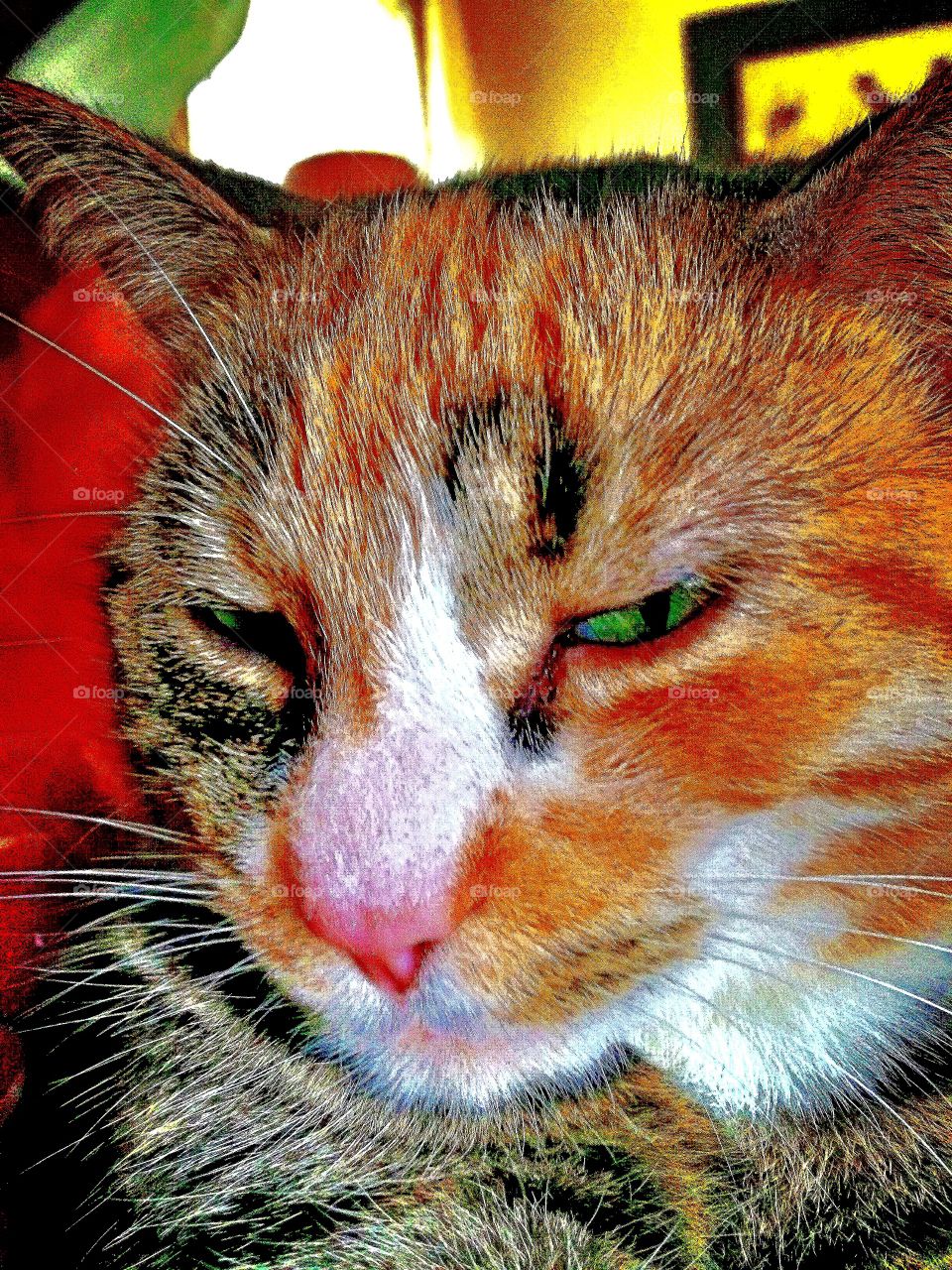 My Cat. Her name is "Nu"