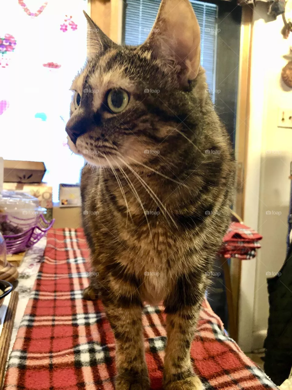 Curious kitty / Family super pet ❤️ 🐈