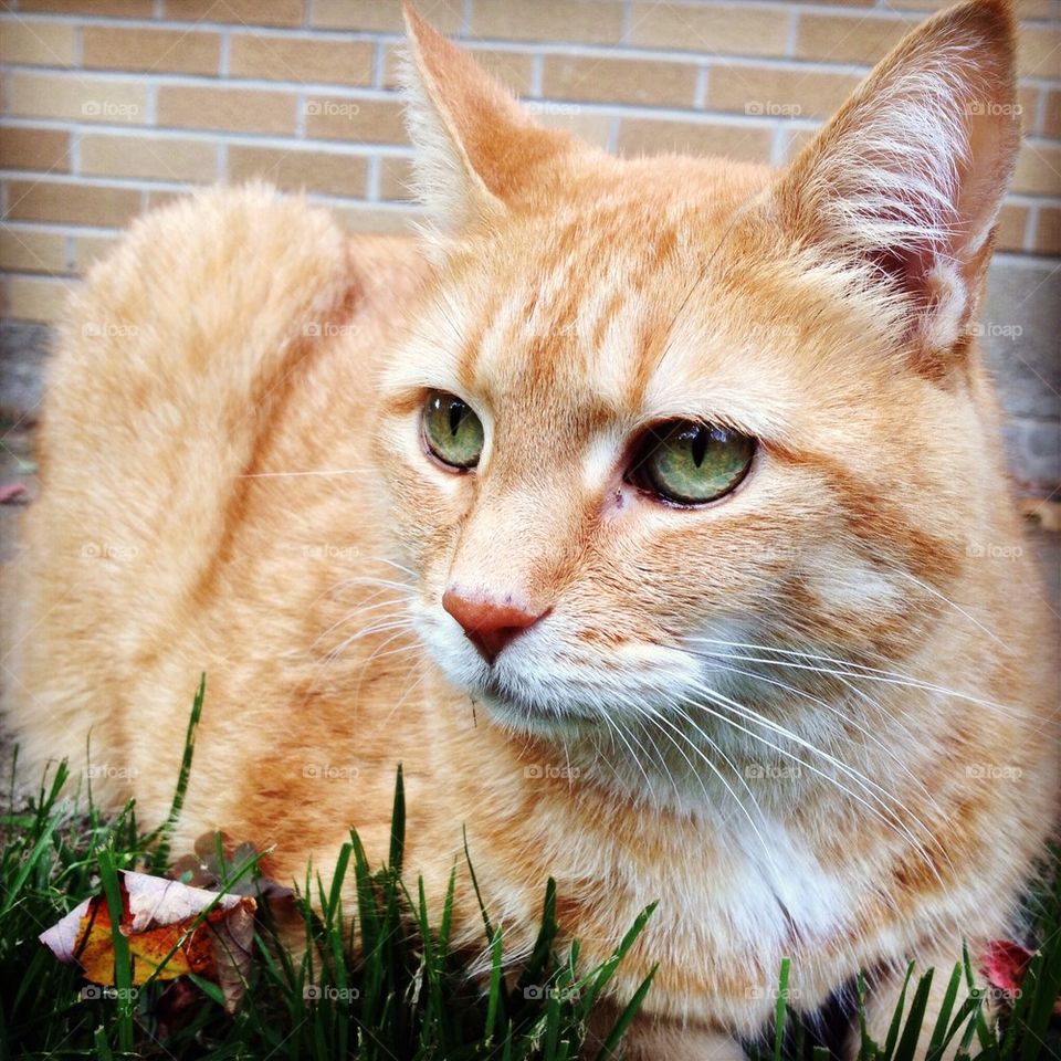 My dad's cat, Porky.