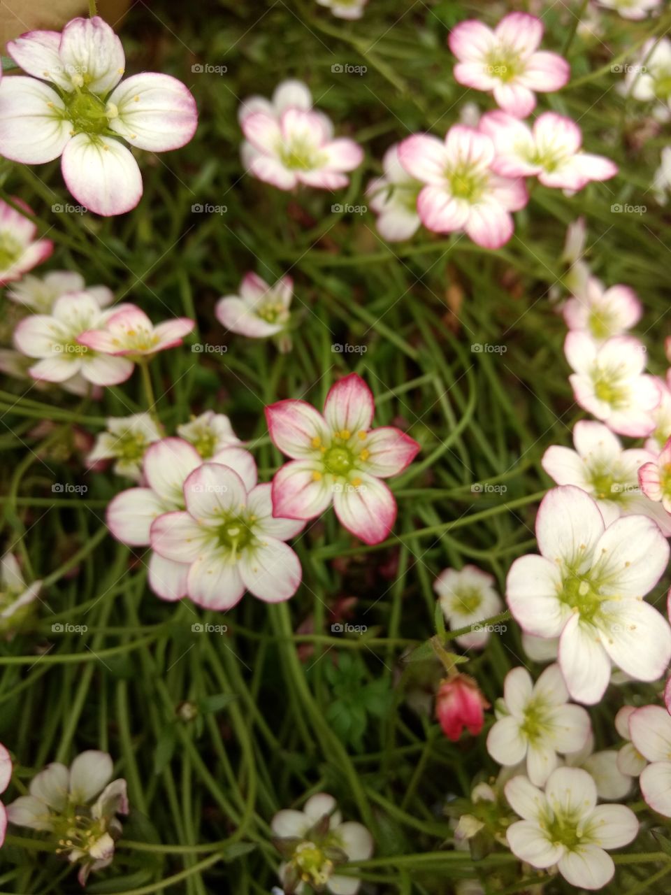 tiny White pink flowers