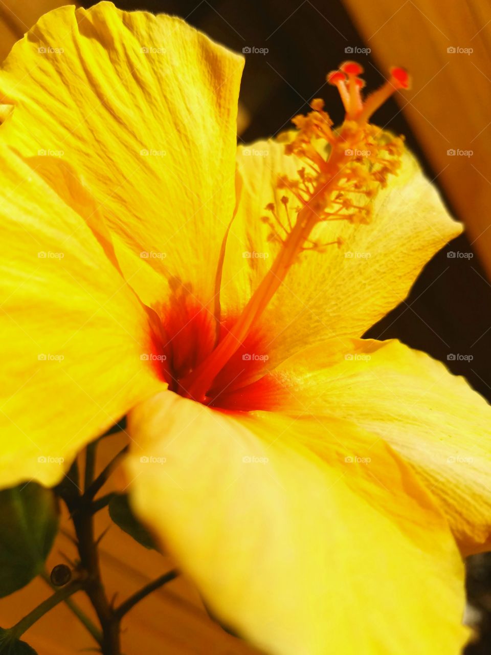 hibiscus exotic bright yellow petals with orange room red middle