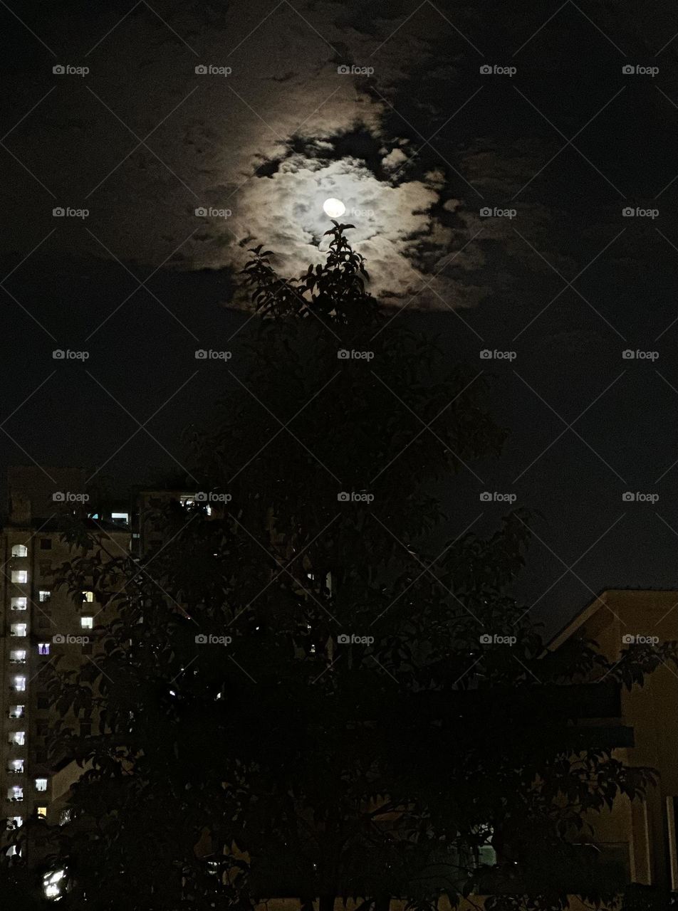 Moon atop a Christmas Tree 