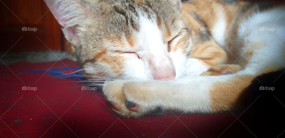 a cute cat sleeping in carpet