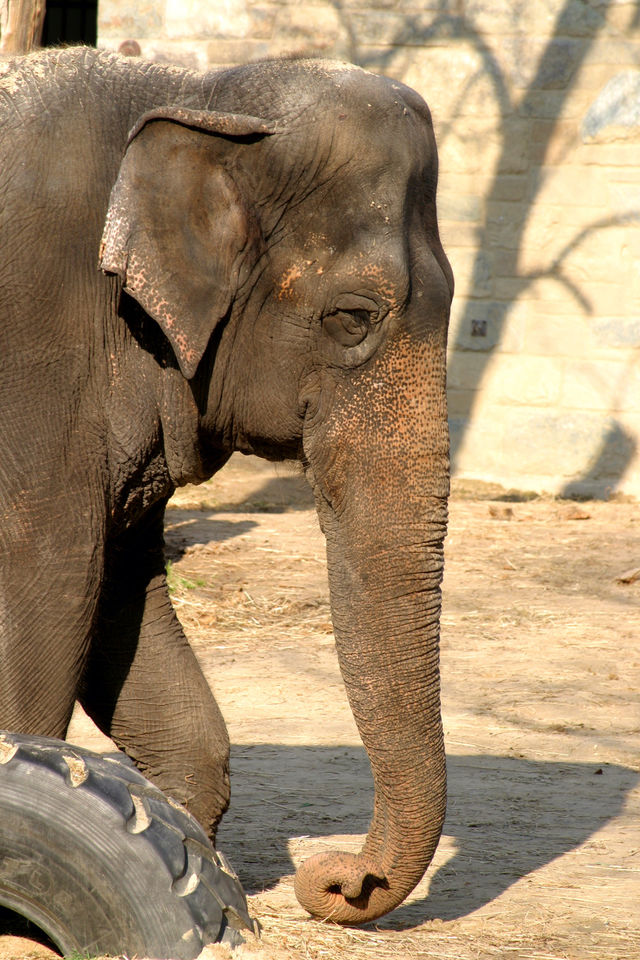 Elephant.