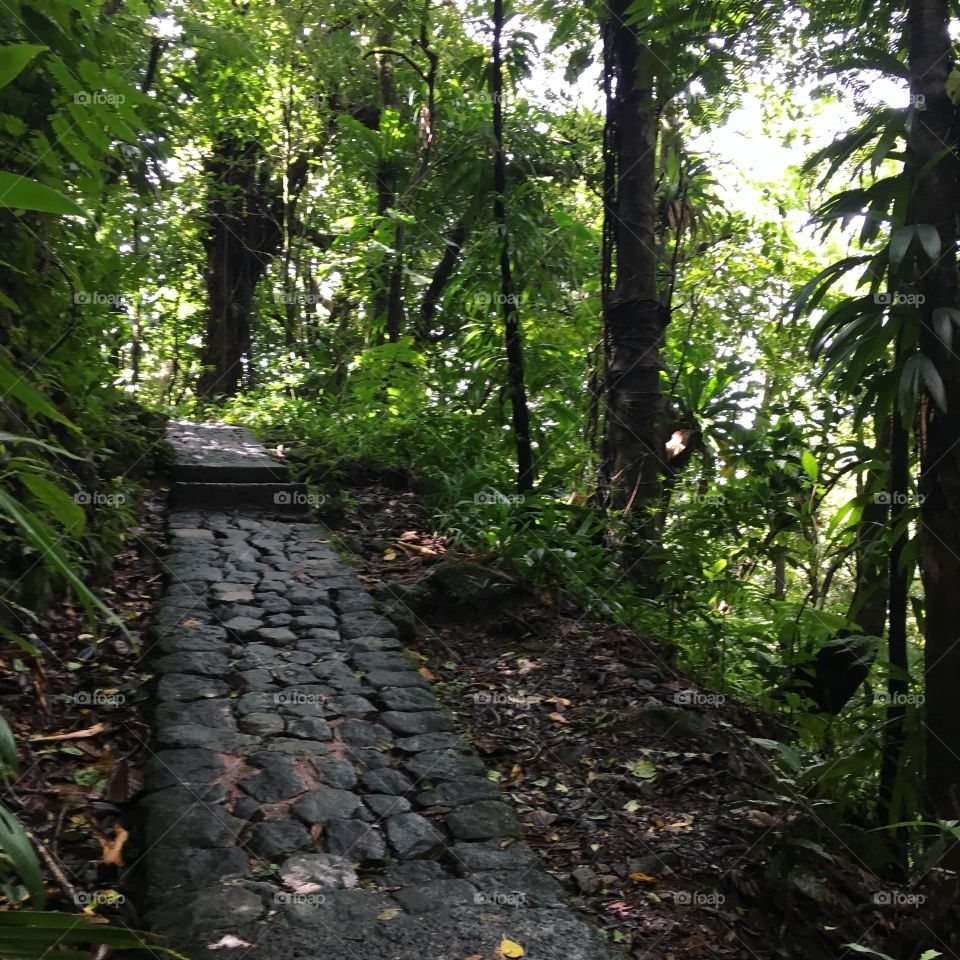 Rainforest walkway 