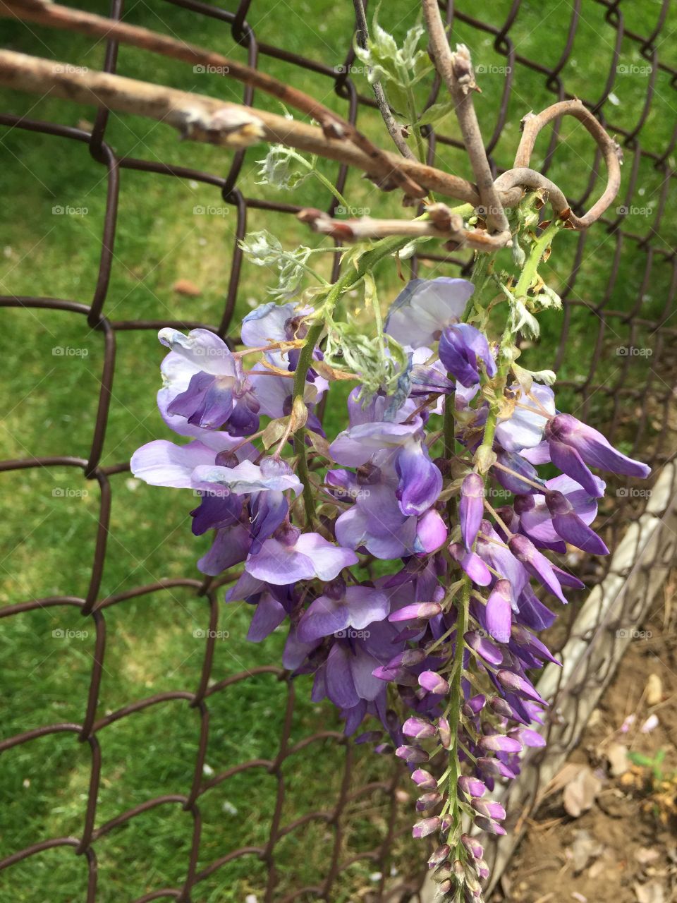 Wisteria 