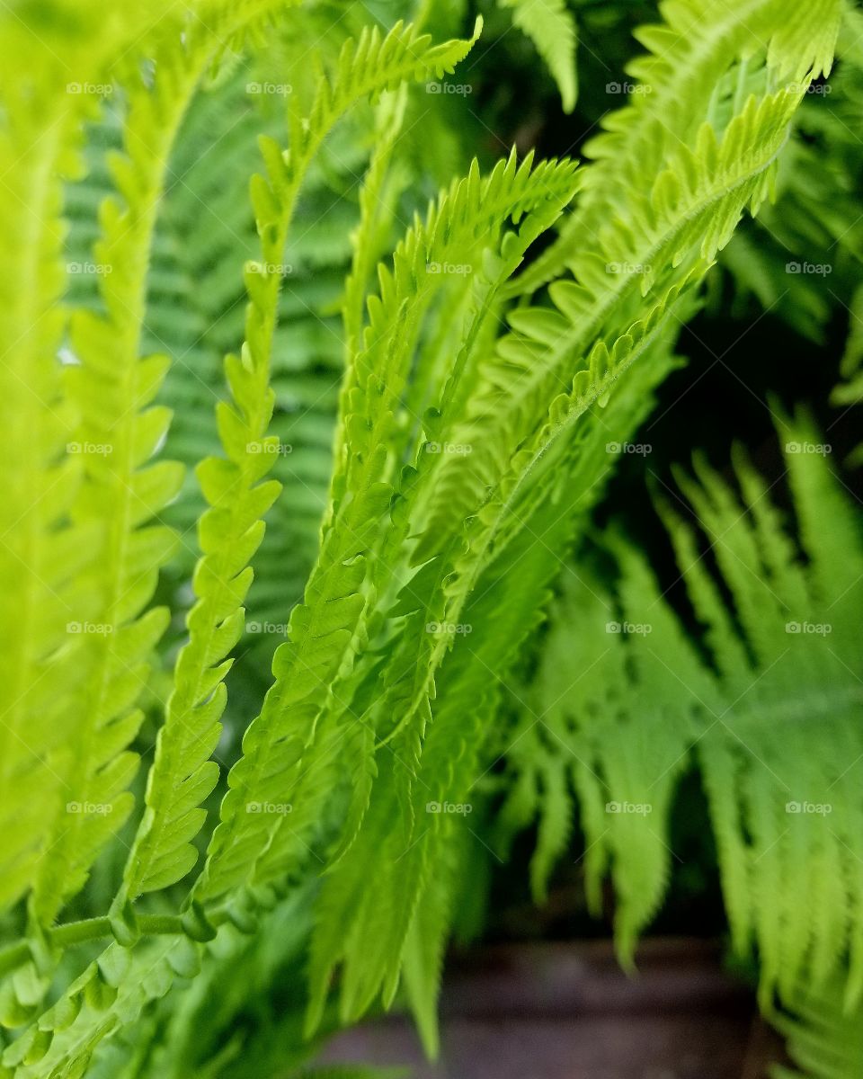 Fern Edging