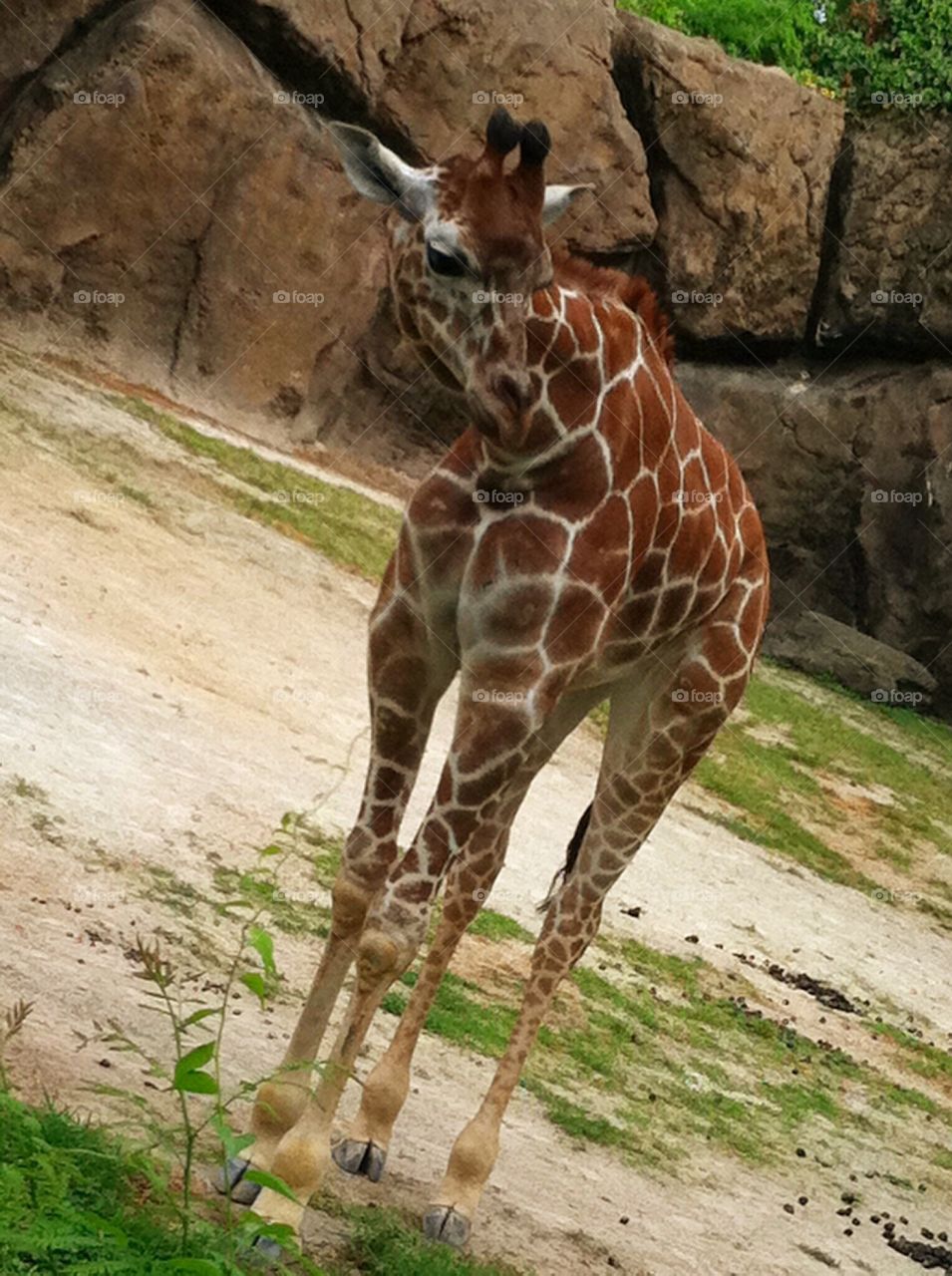 The Amazing World of the Giraffes
