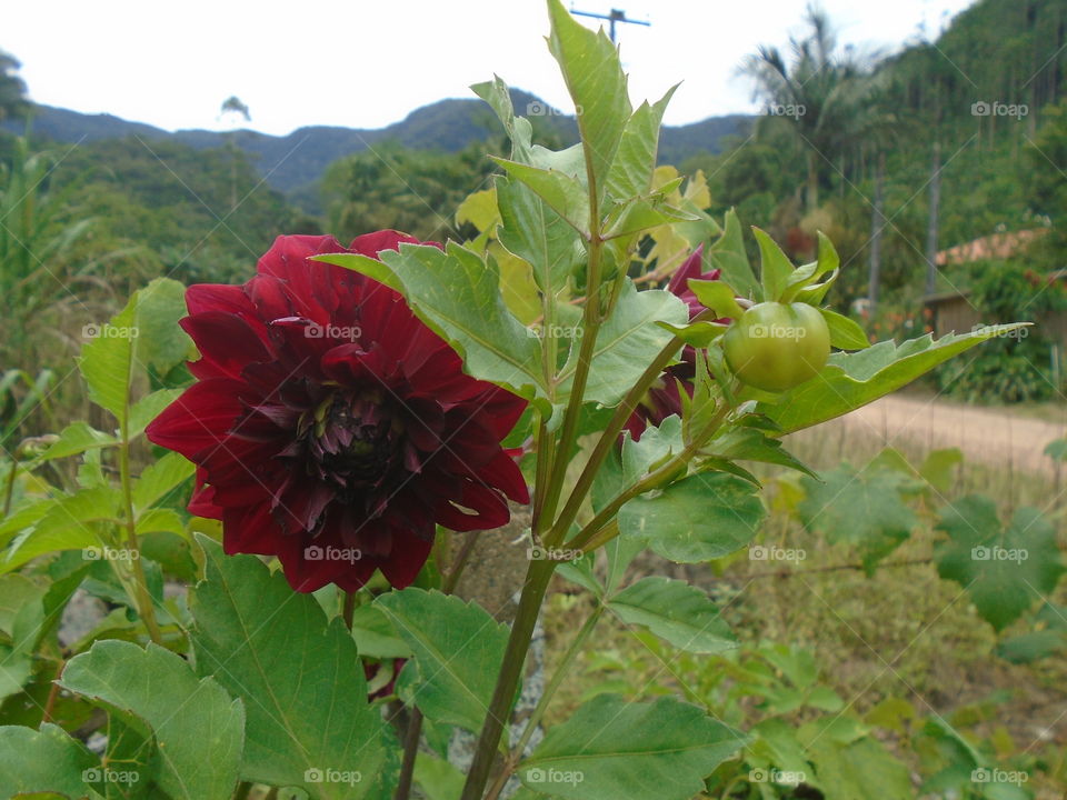 赤い花、庭、赤いダリア、葉。
