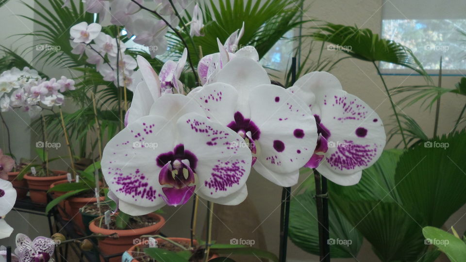 Orchid triplets