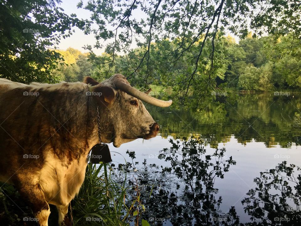 A cow is enjoying the view of a pretty lake