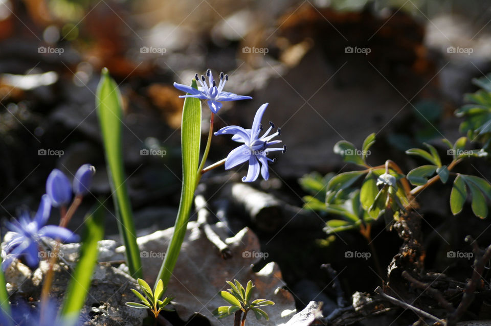 blue early spring flowers