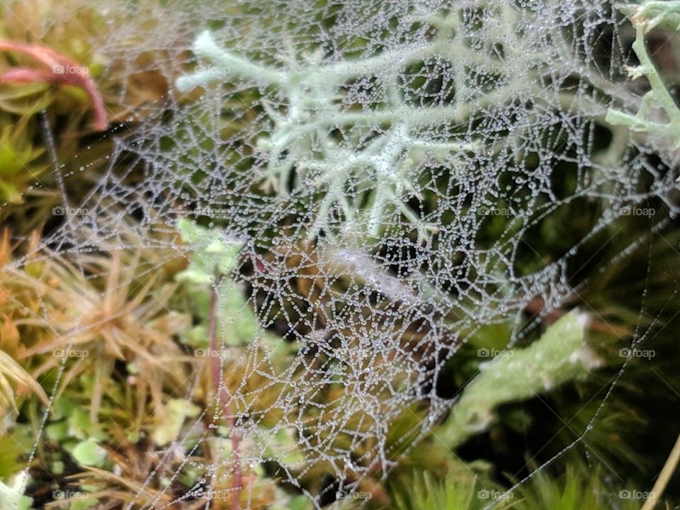 Tiny spiderweb on moss