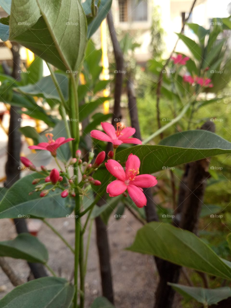 red tiny little flower