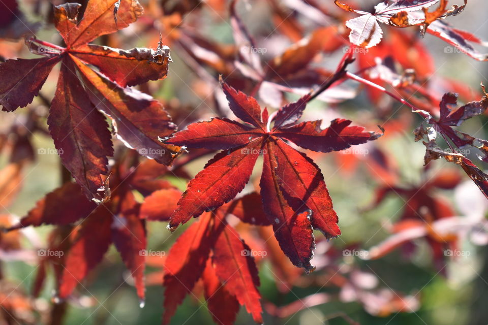 Japanese maple tree leaves