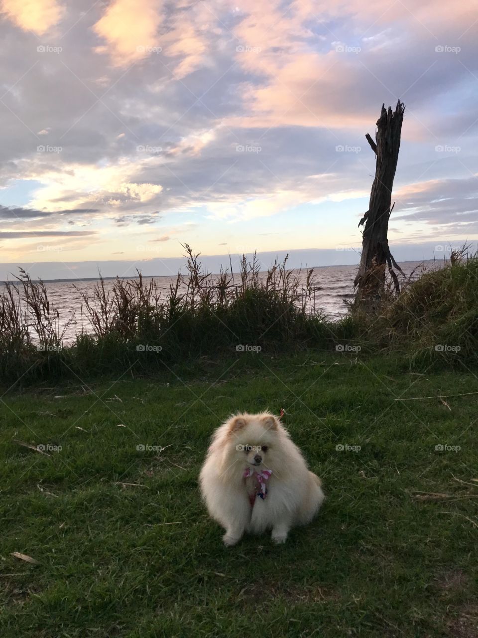 View of the sunset and cute Pom at Granville Beach Melbourne Australia 