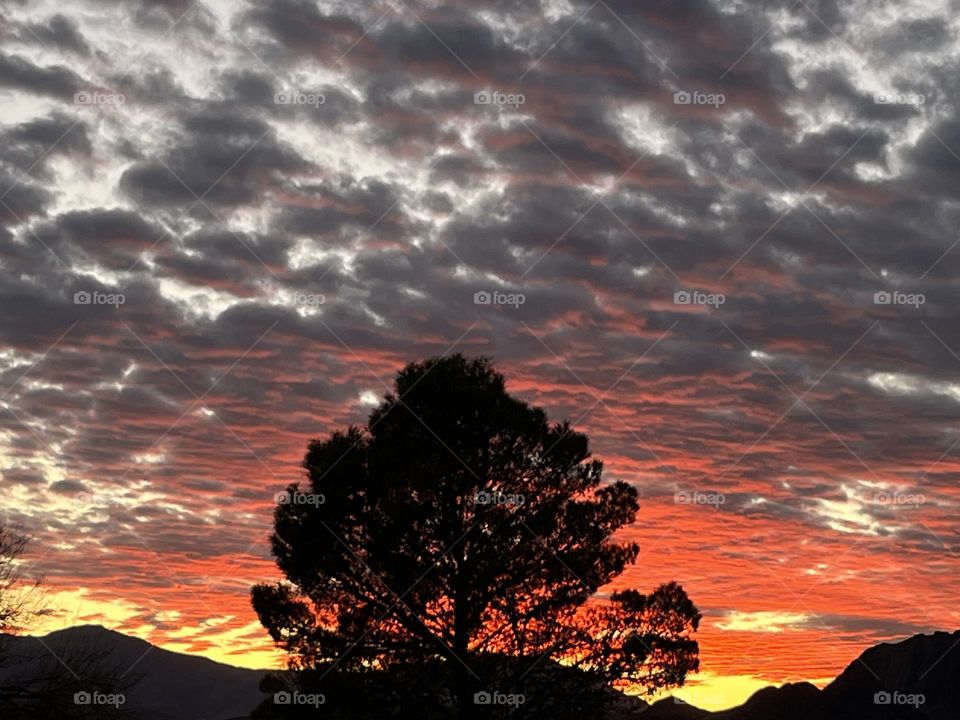 A photo of a pine tree with mountains and a colorful sunset in the distances