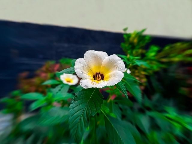 beautiful flower