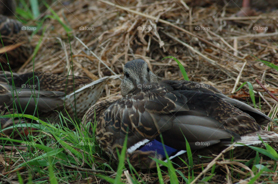 Bashful duck, bill tucked under wing, looking back over body at camera