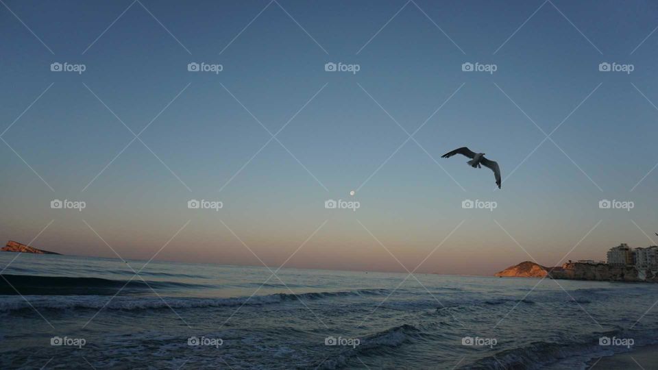 Seagull#beach#sea#view#flying