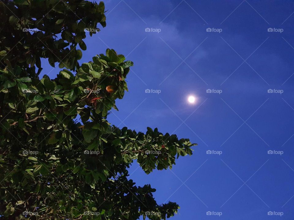 watching the moon over the tree