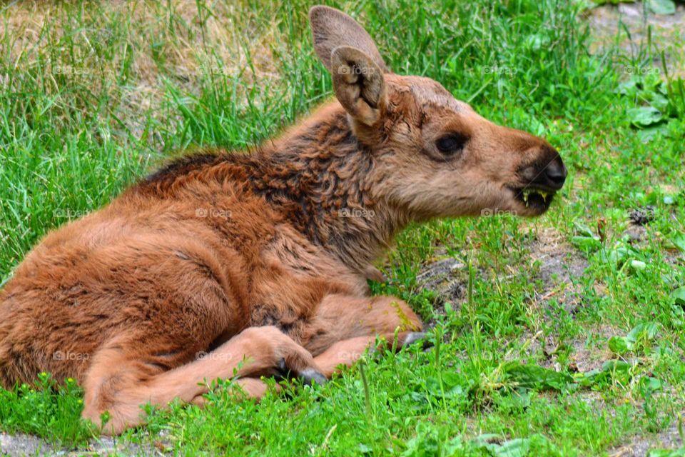 moose calf