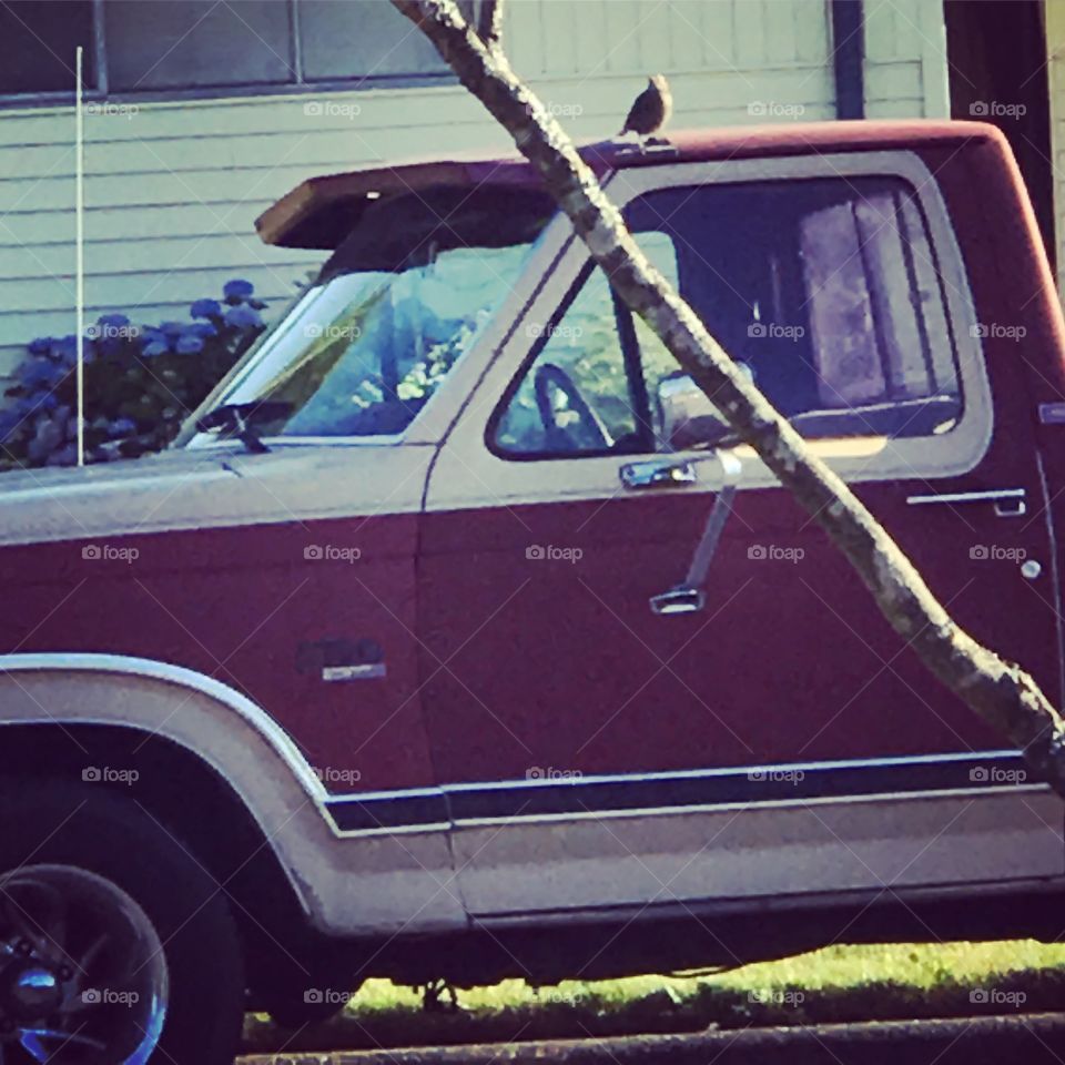 Bird on a truck
