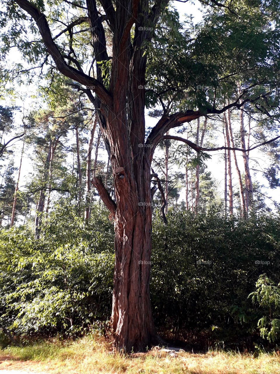 old accacia tree near forest path