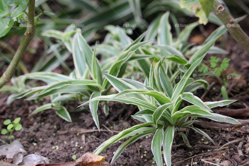 Baby spider plants growing in the garden