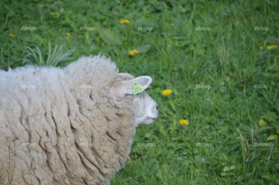 Sheep With Earmark