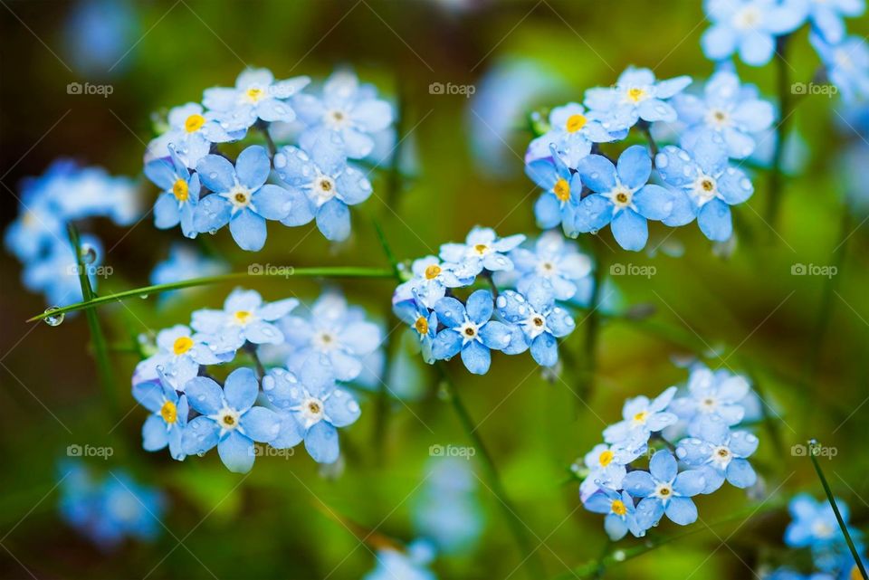 Blue flowers in my garden