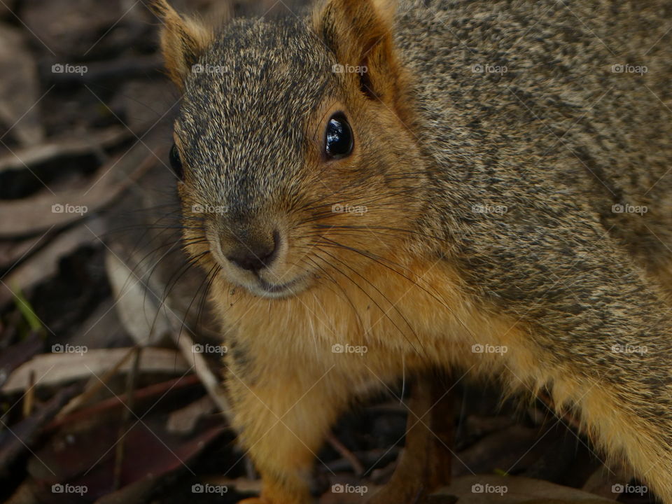 Close-up of squirrel