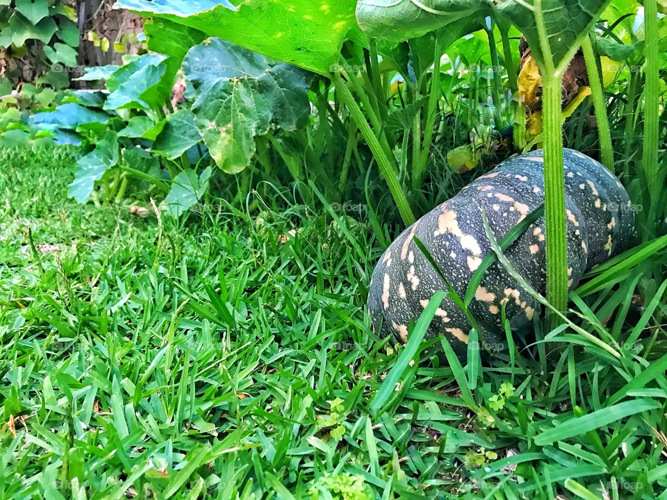 Pumpkin in grass