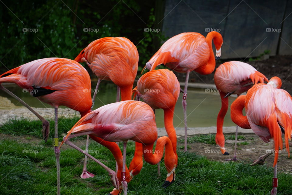 pink flamingos