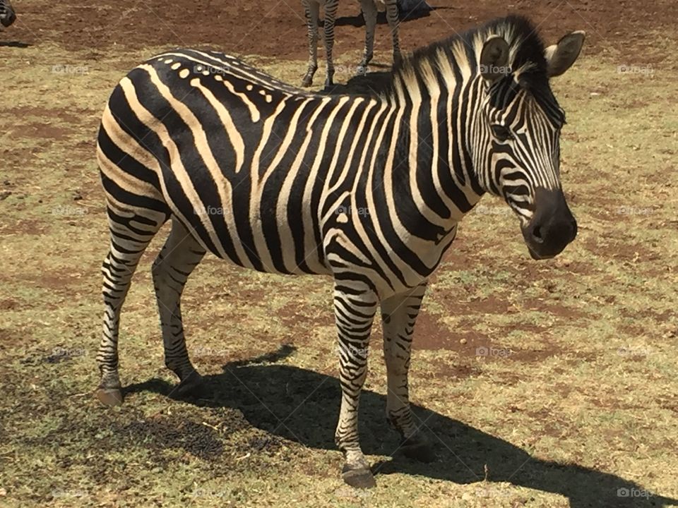 Zebra, Safari, Mammal, Wildlife, Wild