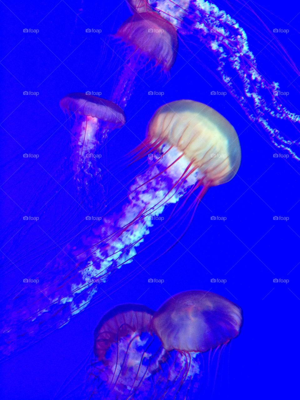 Jellyfishing 