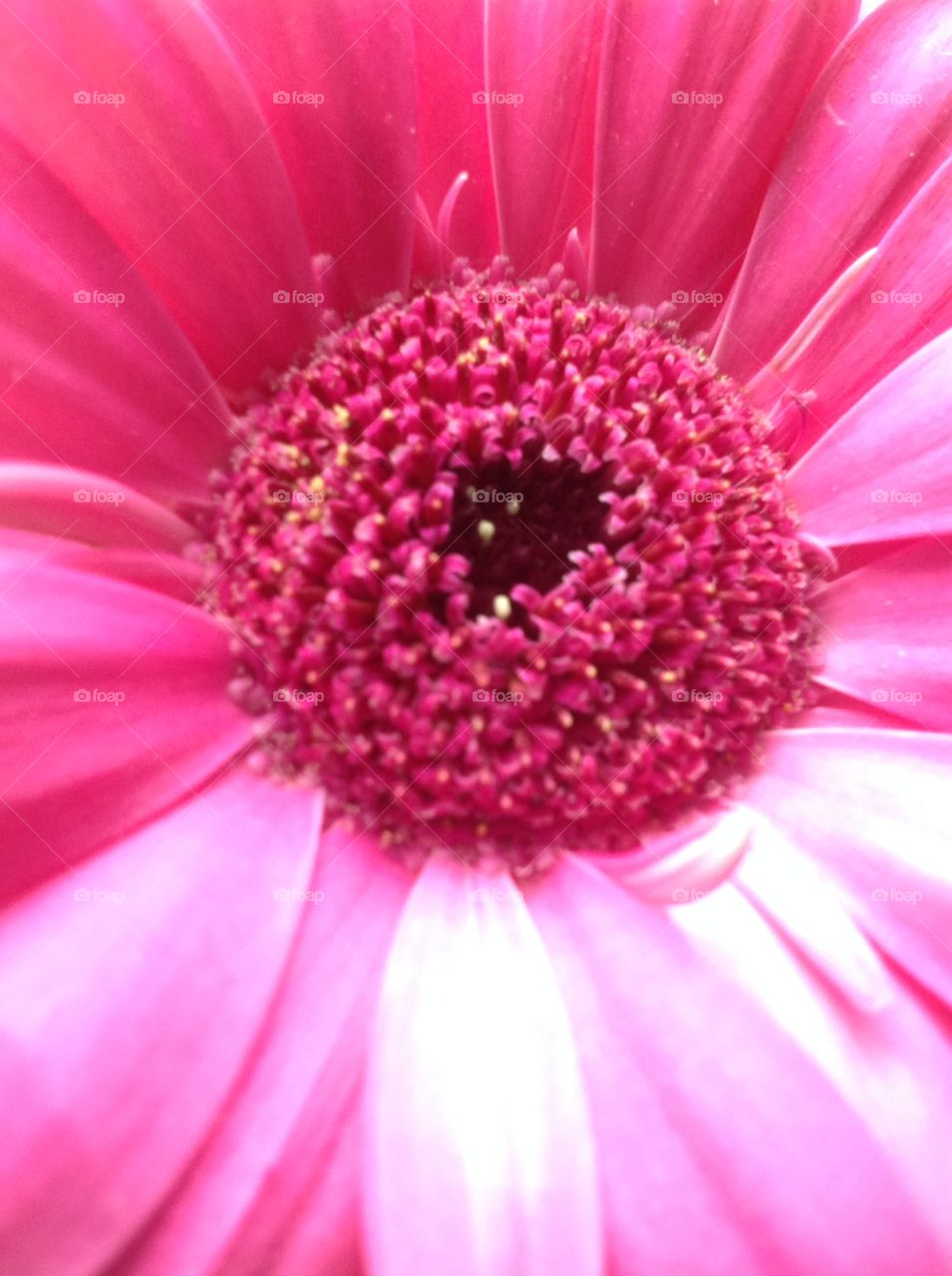 Pink flower