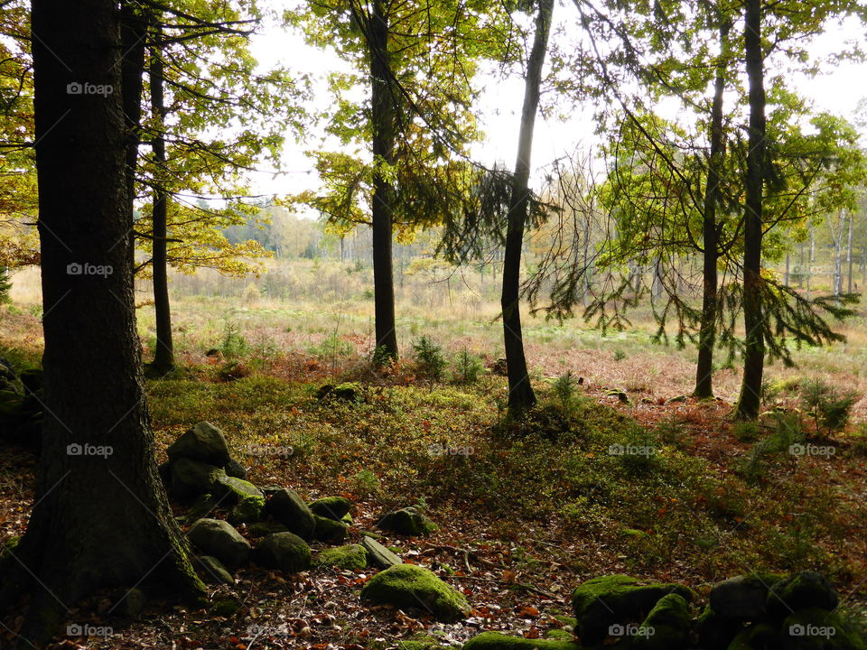 View of tree trunk in forest