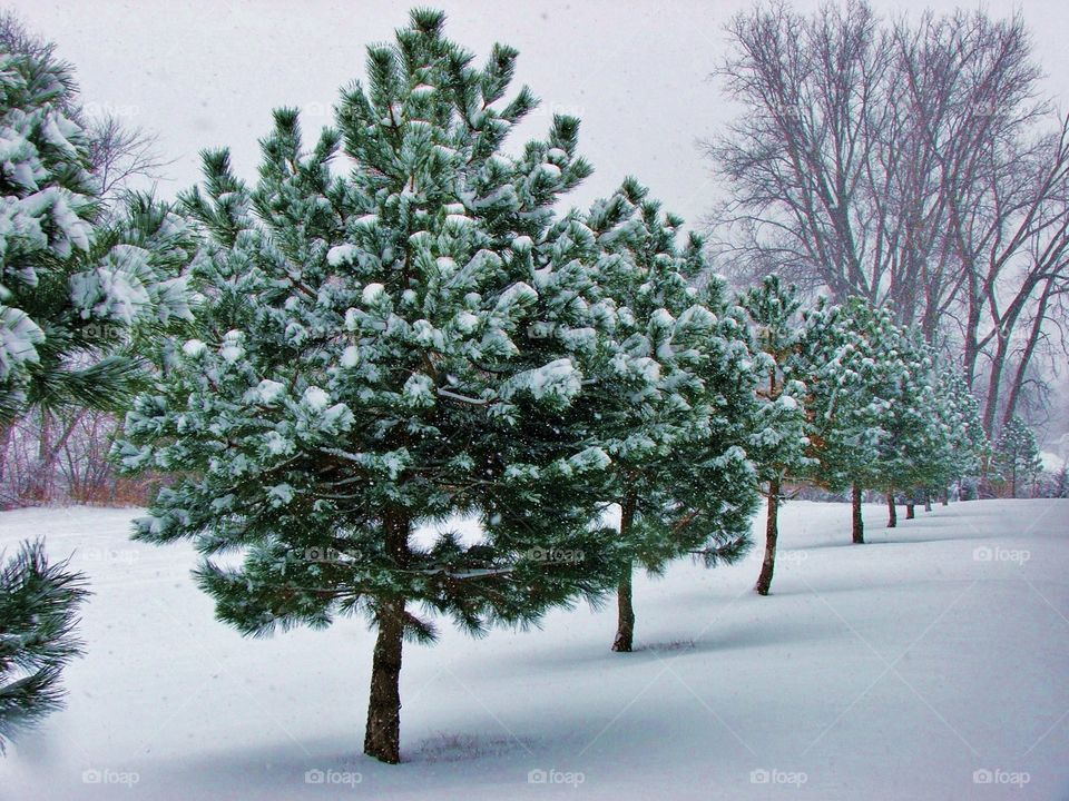 A line of snow covered evergreen trees in winter 
