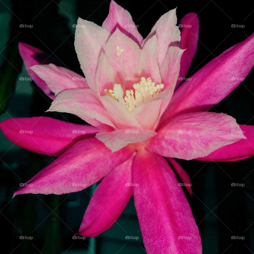 Pink Flower