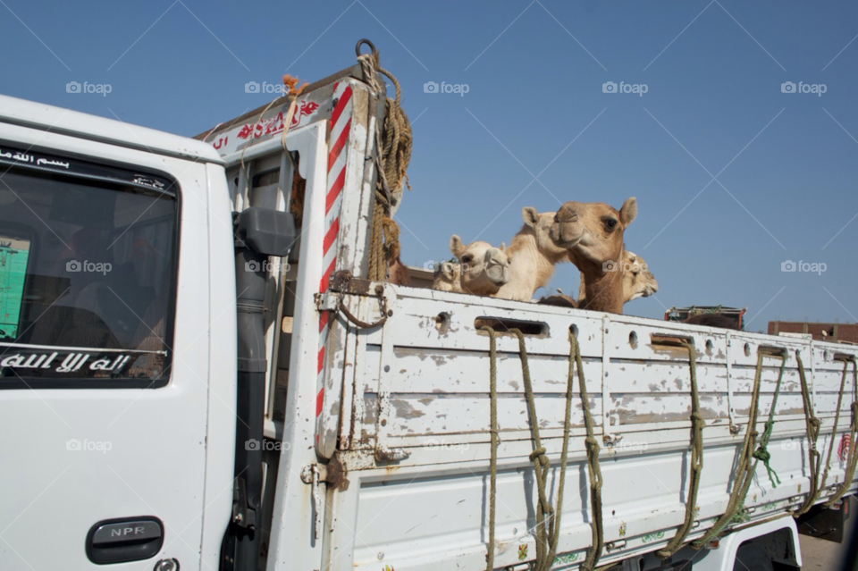 animal egypt truck camel by KathOnEarth