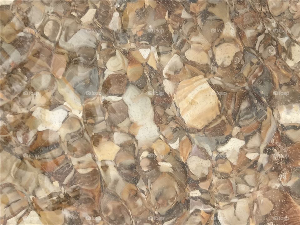Sea shells under the water 