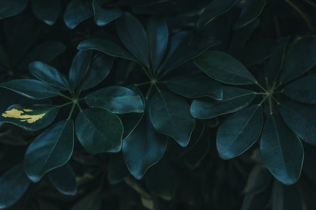 green leaves in the forest